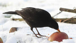 Common Blackbird