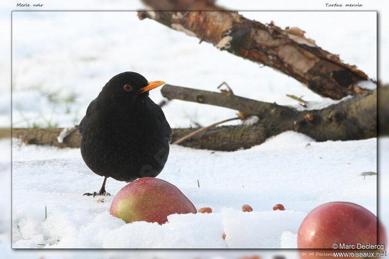 Common Blackbird, identification