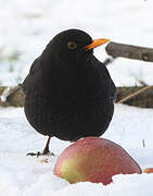 Common Blackbird