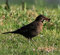 Common Blackbird