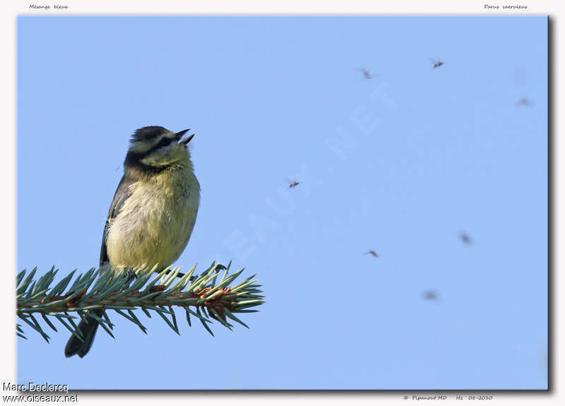 Eurasian Blue Tit, feeding habits, song, Behaviour