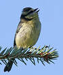 Mésange bleue