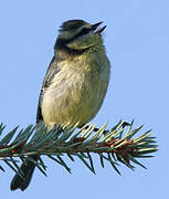 Mésange bleue