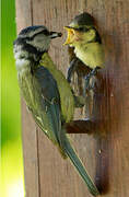 Eurasian Blue Tit