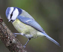 Eurasian Blue Tit