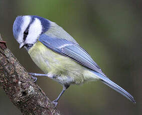 Mésange bleue