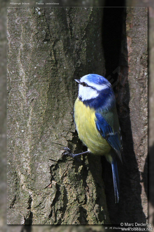 Eurasian Blue Tit, identification