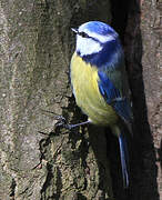 Eurasian Blue Tit