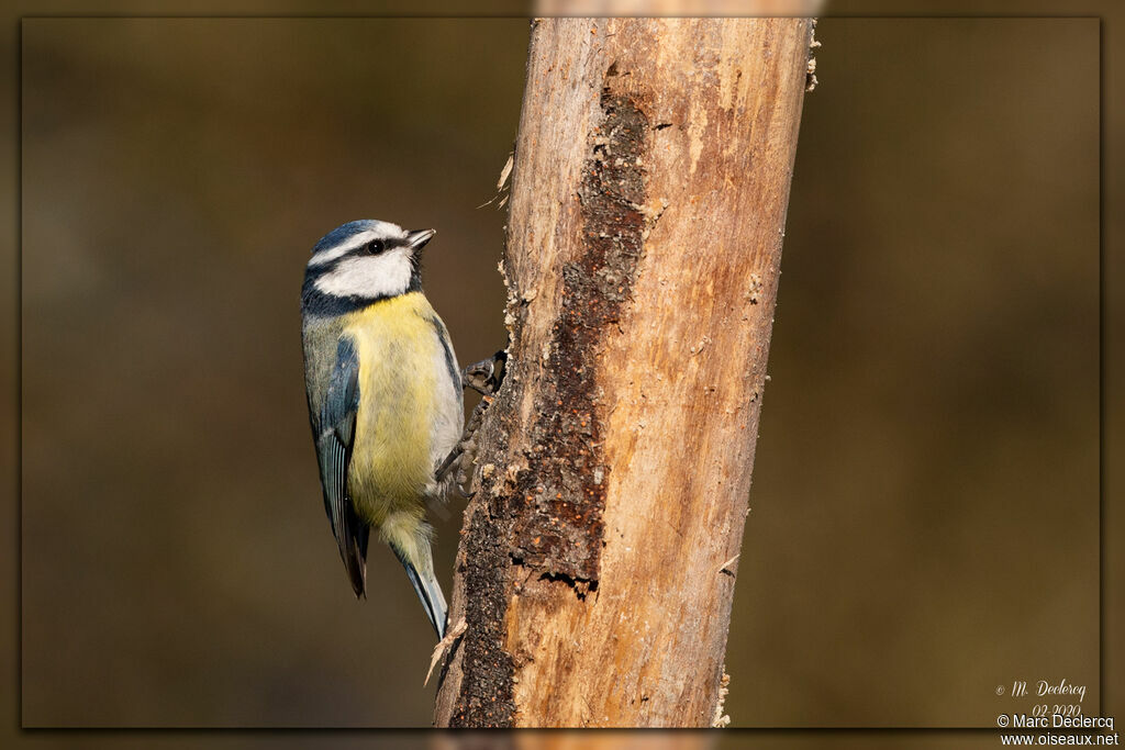 Eurasian Blue Tit