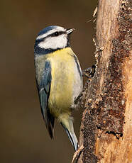 Mésange bleue