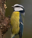 Mésange bleue