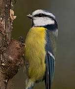 Eurasian Blue Tit