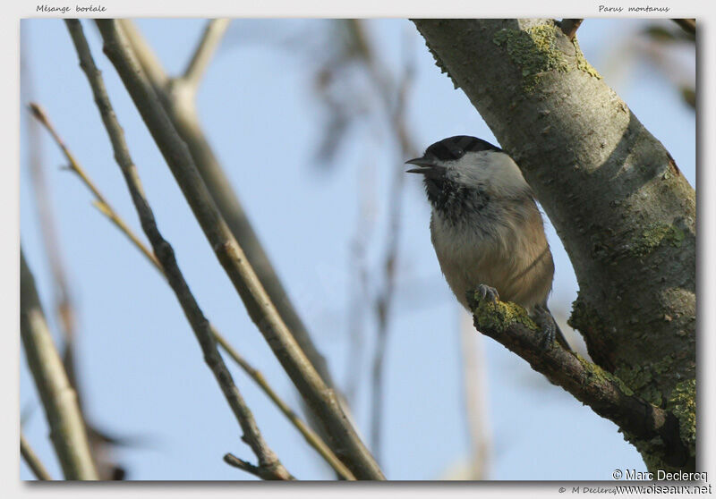 Mésange boréale, identification