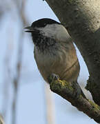 Willow Tit