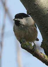 Mésange boréale