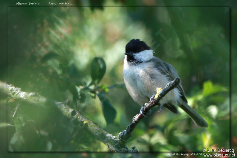 Mésange boréale