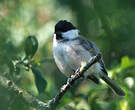 Mésange boréale