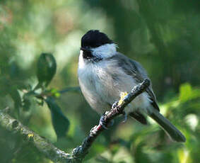 Mésange boréale