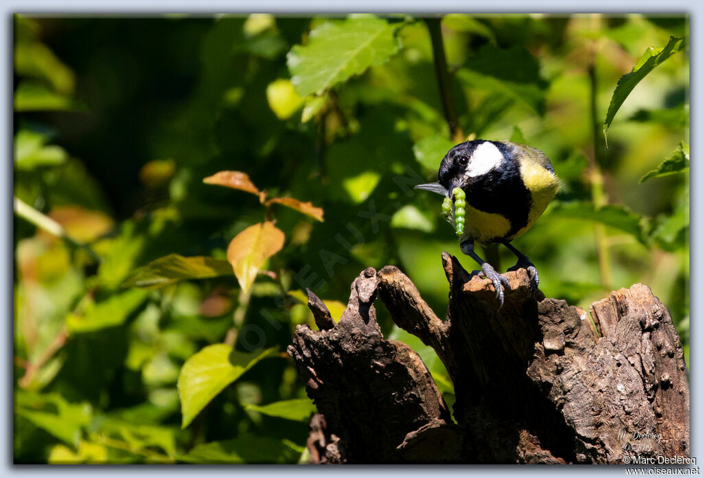 Great Tit