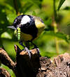 Mésange charbonnière