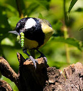 Great Tit