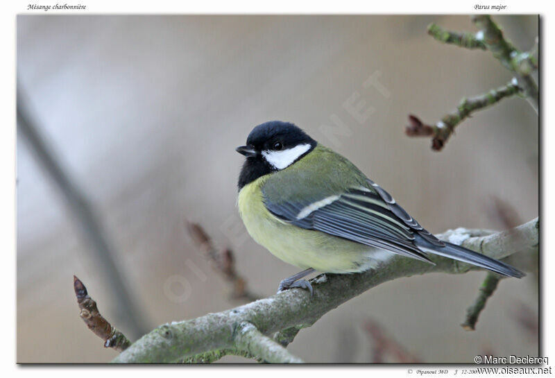 Mésange charbonnière