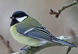 Mésange charbonnière