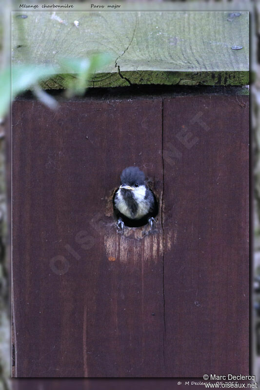 Mésange charbonnièrejuvénile