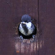 Great Tit