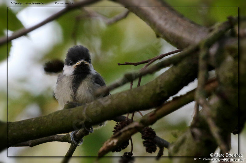 Mésange charbonnièrejuvénile