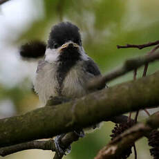 Mésange charbonnière