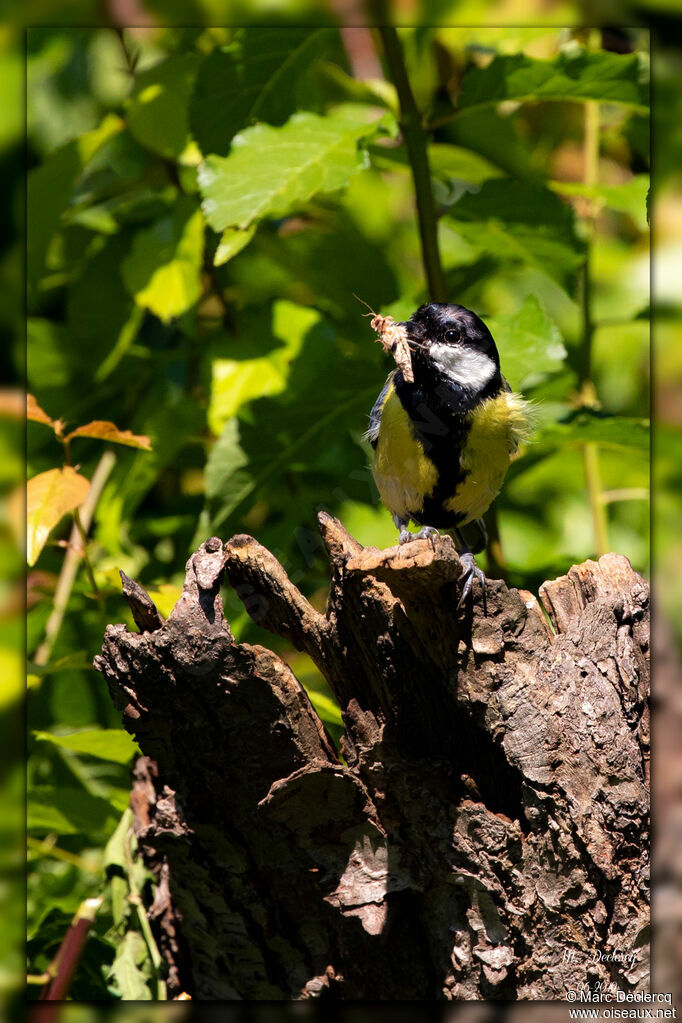 Great Tit