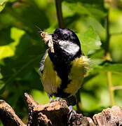 Great Tit