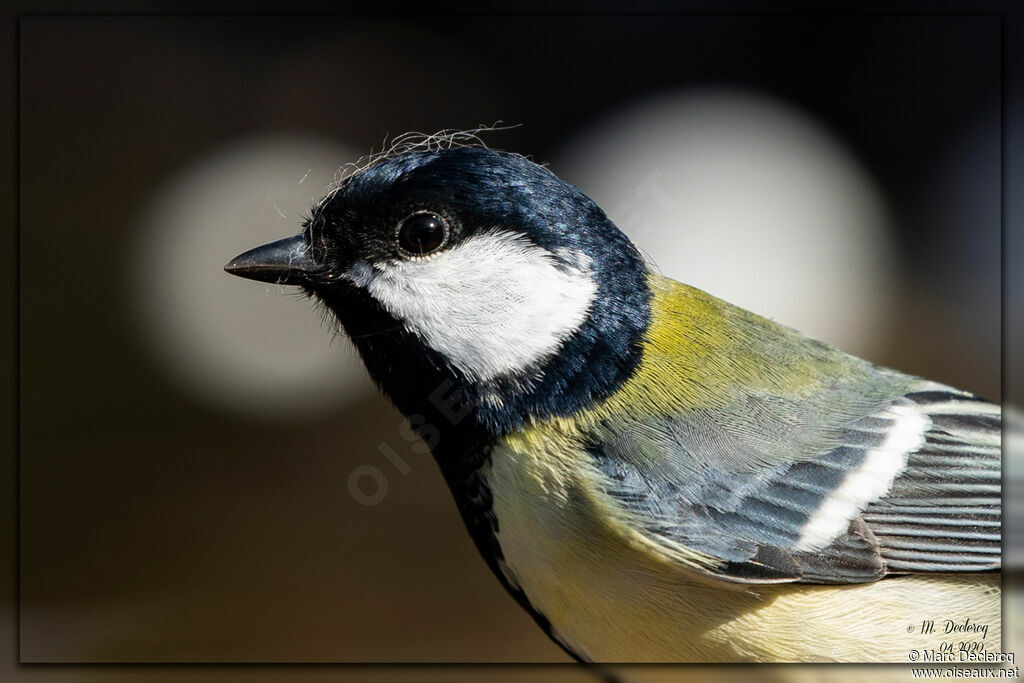 Mésange charbonnière