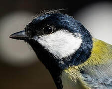 Great Tit