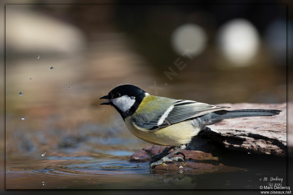 Mésange charbonnière