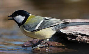 Great Tit