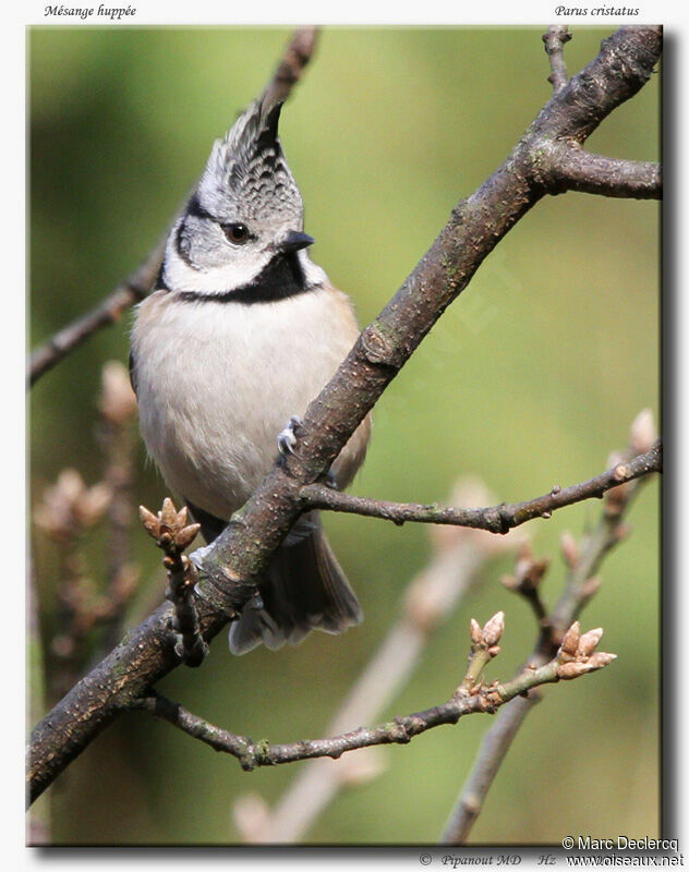 Mésange huppée