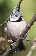 European Crested Tit