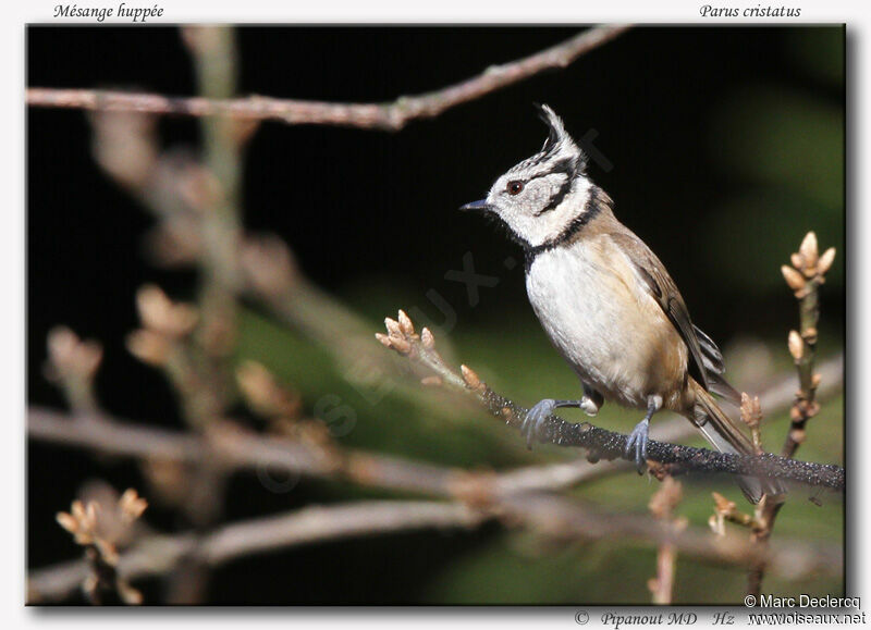 Mésange huppée