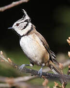 European Crested Tit