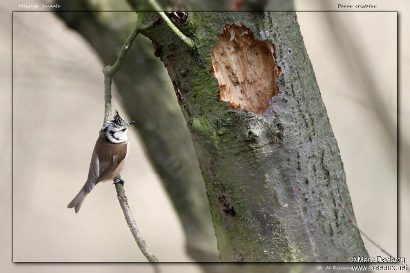 European Crested Tit, identification, Behaviour