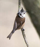 Mésange huppée