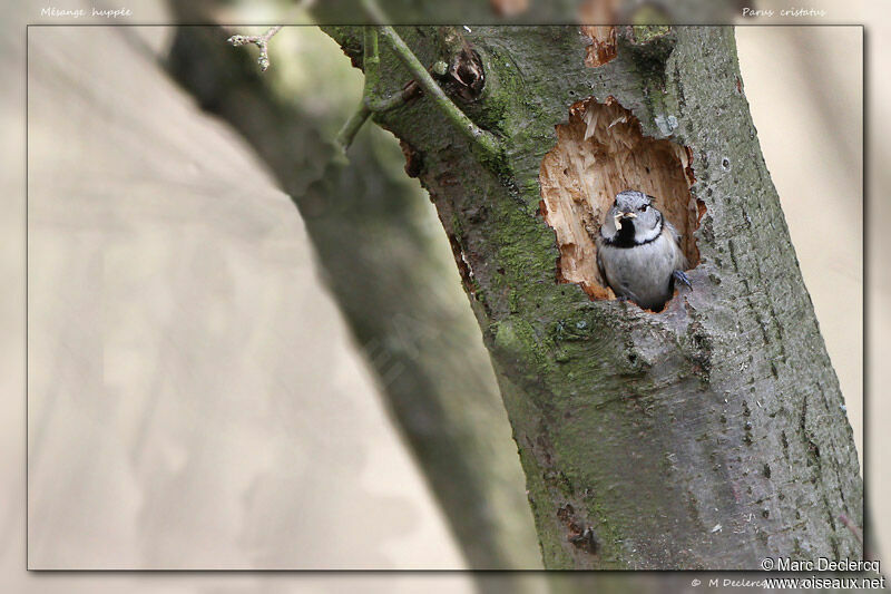 European Crested Tit, identification