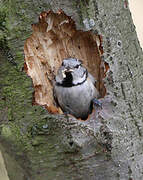 European Crested Tit