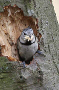 European Crested Tit