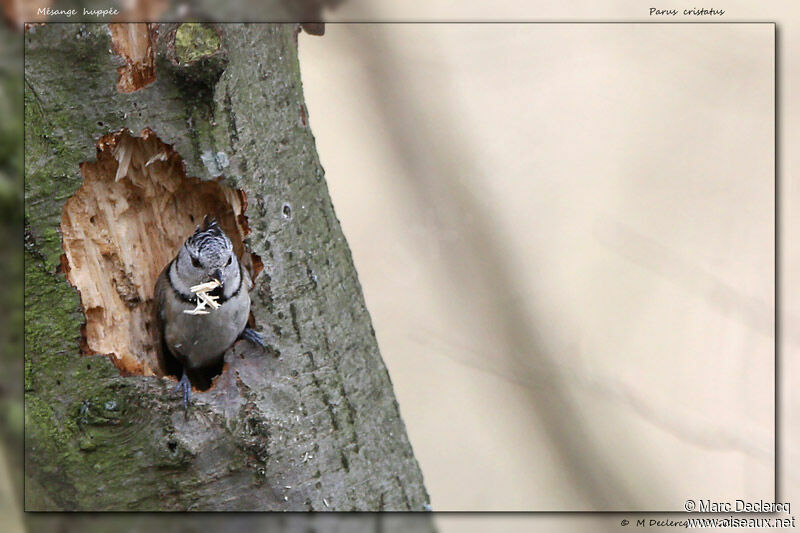 Mésange huppée, identification, Comportement