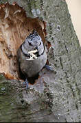 European Crested Tit