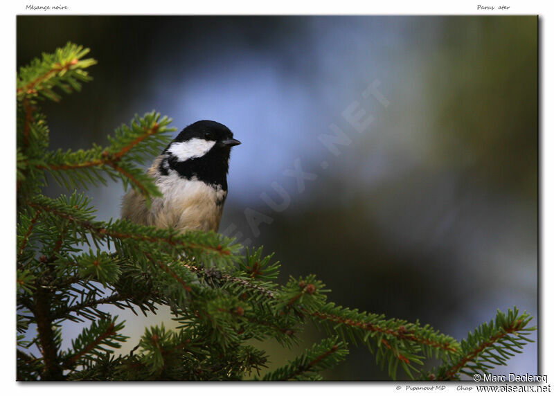 Coal Tit