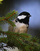 Coal Tit